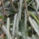 Trachelospermum asiaticum 'Tetha'