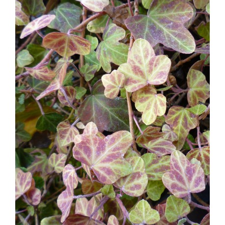 Hedera helix 'Duckfoot'