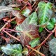 Hedera pastuchovii 'Ann Ala'