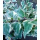 Hedera helix 'Little Diamond'