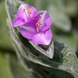 Tradescantia sillamontana