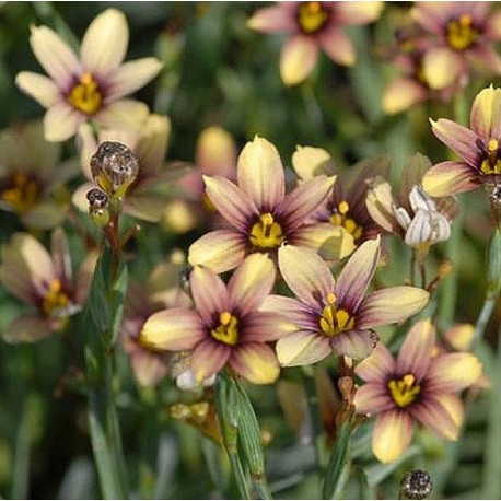 Sisirhinchium biscutella