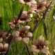 Sisirhinchium biscutella