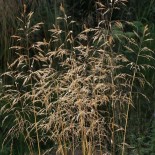 Deschampsia cespitosa 'Tauträger'