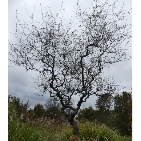 Muehlenbeckia astonii