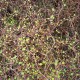 Muehlenbeckia astonii