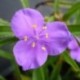 Tradescantia andersoniana 'Bilberry Rose'