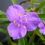 Tradescantia virginiana 'Bilberry Rose'
