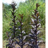 Sedum telephium 'Postman's Pride'