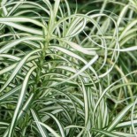 Carex muskingumensis 'Ice Fountains'