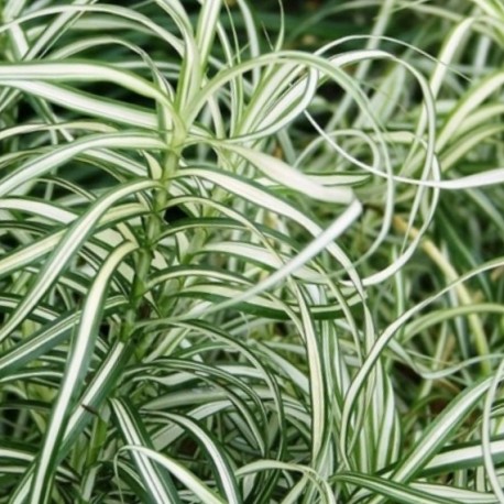 Carex muskingumensis 'Ice Fountain'