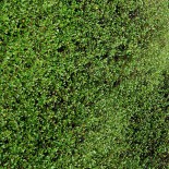 Muehlenbeckia axilaris 'Repens'