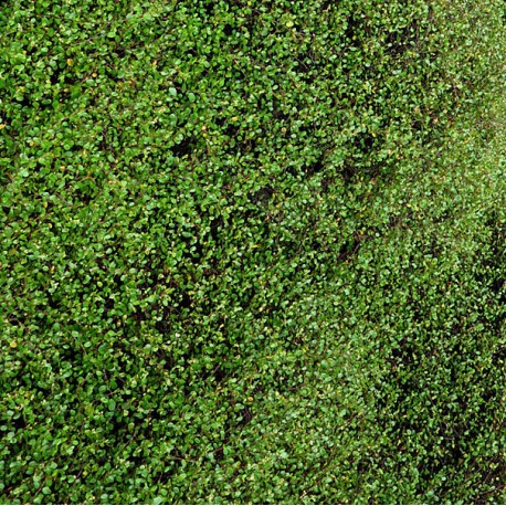 Muehlenbeckia axilaris 'Repens'