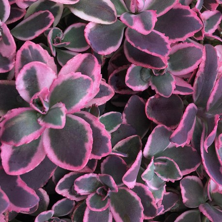 Sedum x 'Dream Dazzler'