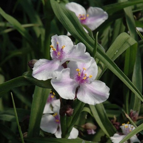 Tradescantia andersoniana 'Bilberry Ice'