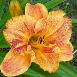 Hemerocallis 'Spacecoast Freaky Tiki'