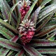 Eucomis x 'Freckless' (Vandermerwei')