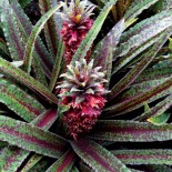 Eucomis x 'Freckless' (Vandermerwei')