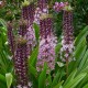 Eucomis 'Pink Gin'