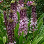 Eucomis 'Pink Gin'