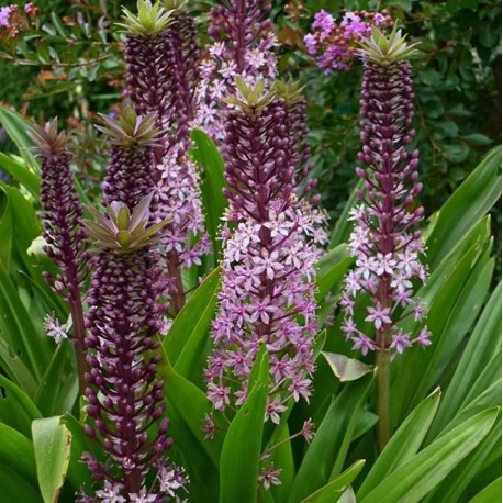 Eucomis 'Pink Gin'