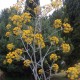 Ferula communis