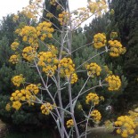 Ferula communis