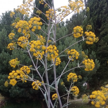 Ferula communis