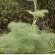 Ferula communis