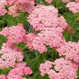 Achillea millefolium 'Apricot Delight'