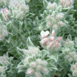 Dorycnium hirsutum 'Fréjorgues'