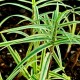 Carex phyllocephala 'Spark Plug'