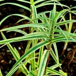 Carex phyllocephala 'Spark Plug'