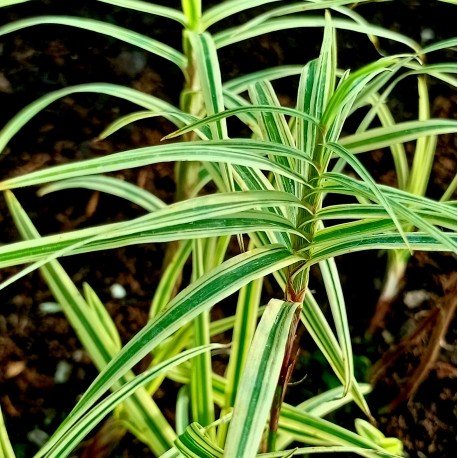 Carex phyllocephala 'Spark Plug'