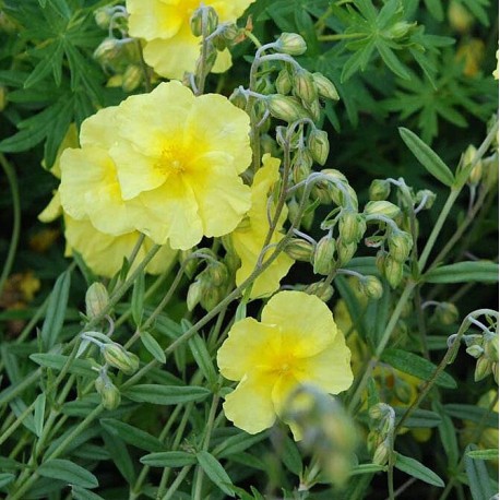 Helianthemum 'Wisley Primrose'