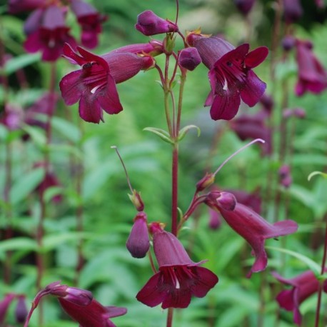 Penstemon x 'Black Bird'