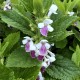 Melittis melissophyllum