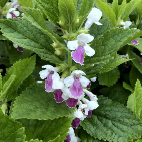 Melittis melissophyllum