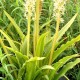 Eucomis comosa 'Glow Sticks'