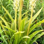 Eucomis comosa 'Glow Sticks'