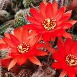 Chamaecereus sylvestrii