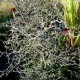 Corokia cotoneaster