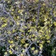 Corokia cotoneaster
