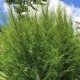 Eupatorium capillifolium 'Elegant Feather'