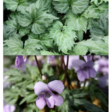 Viola x 'Silver Samurail'