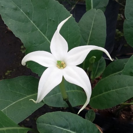 Jaborosa integrifolia