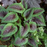 Viola 'Heartthrob'