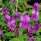 Viola odorata 'Red Charm'
