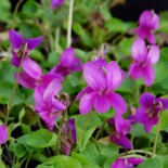 Viola odorata 'Red Charm'