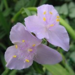 Tradescantia andersoniana 'Melissa'